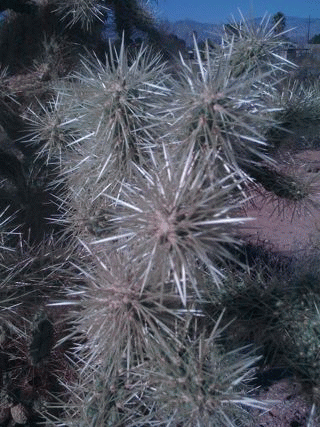 Tucson plantlife