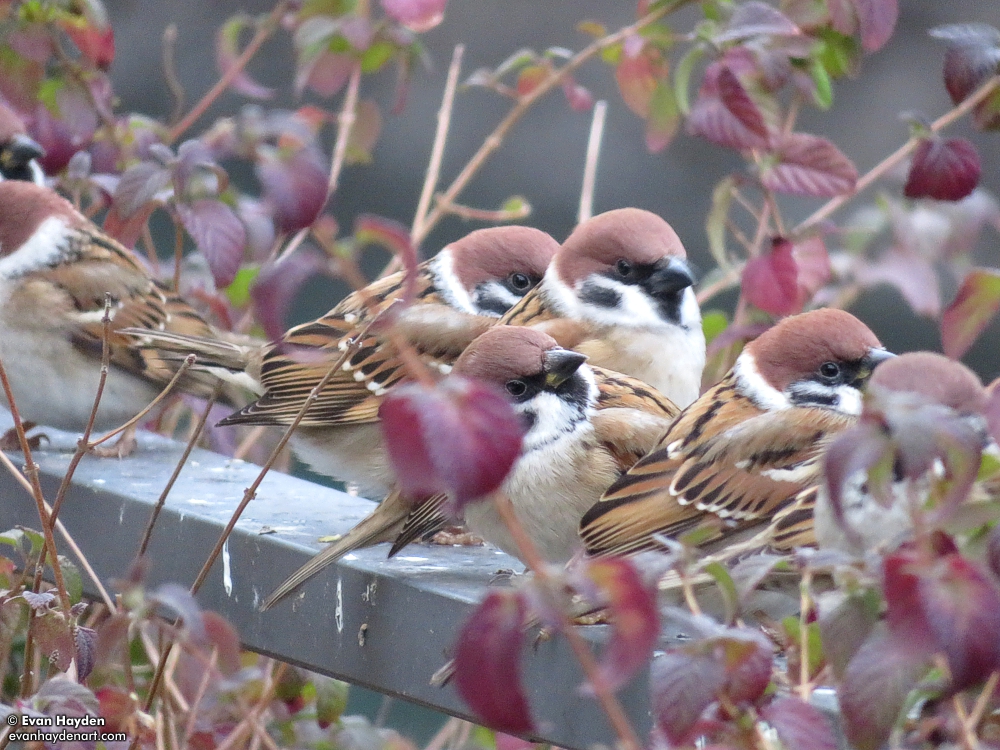 birds!