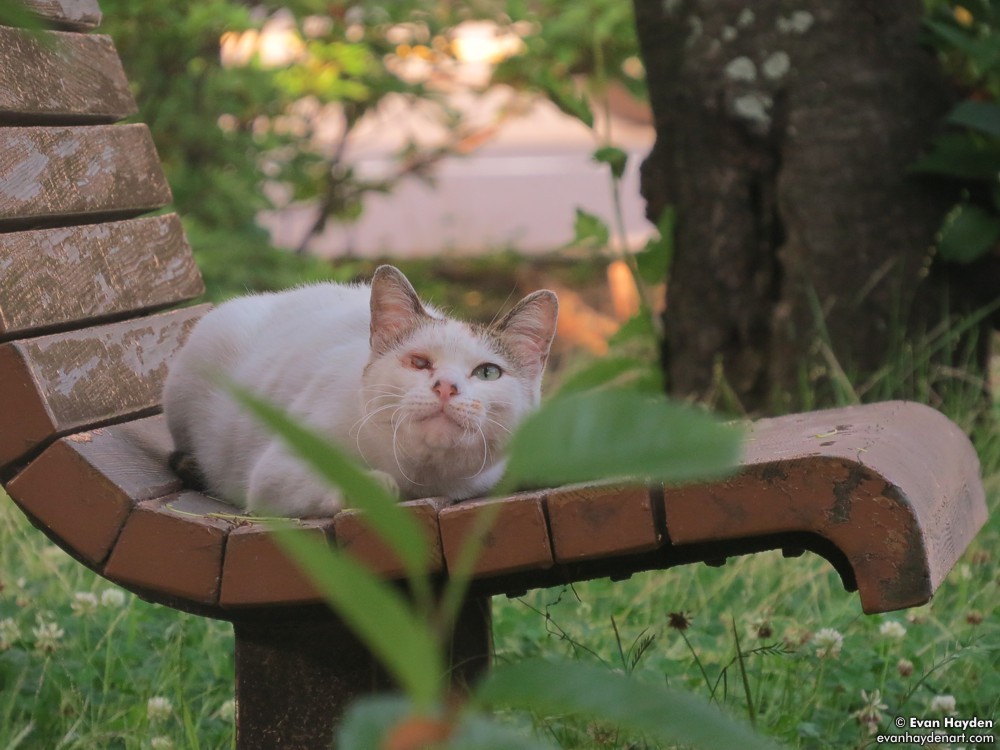cats in Japan