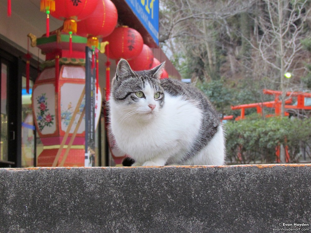 cats in Japan