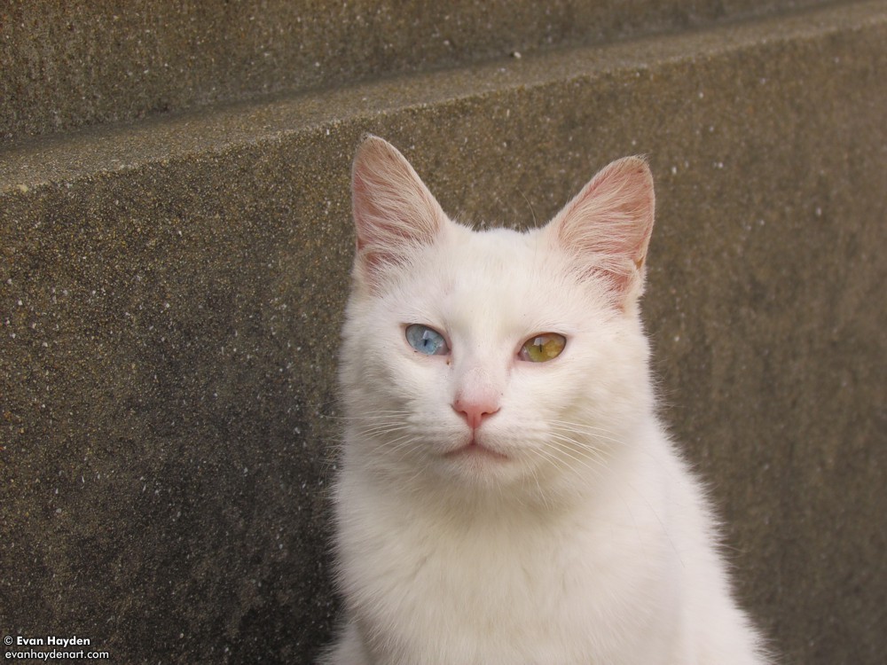 cats in Japan