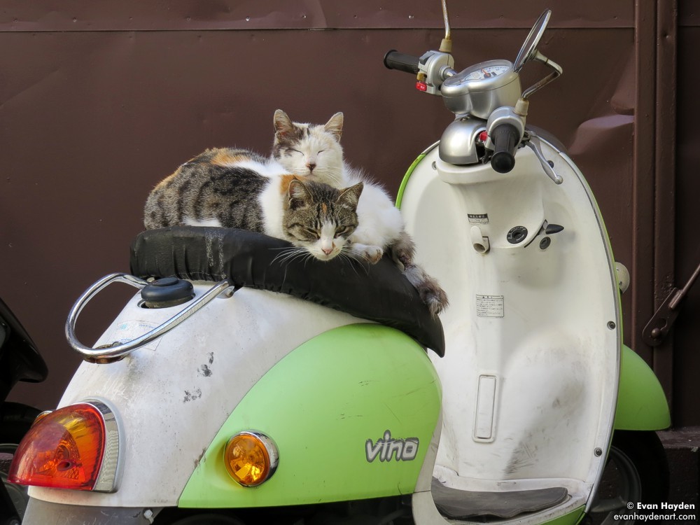 cats in Japan