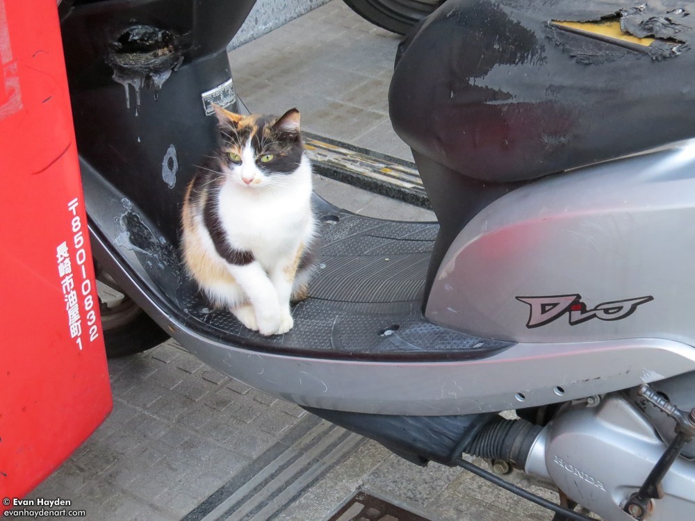 cats in Japan
