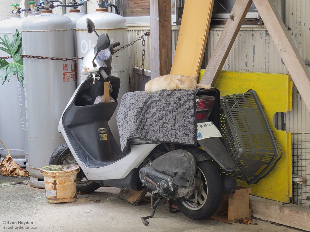 cats in Japan