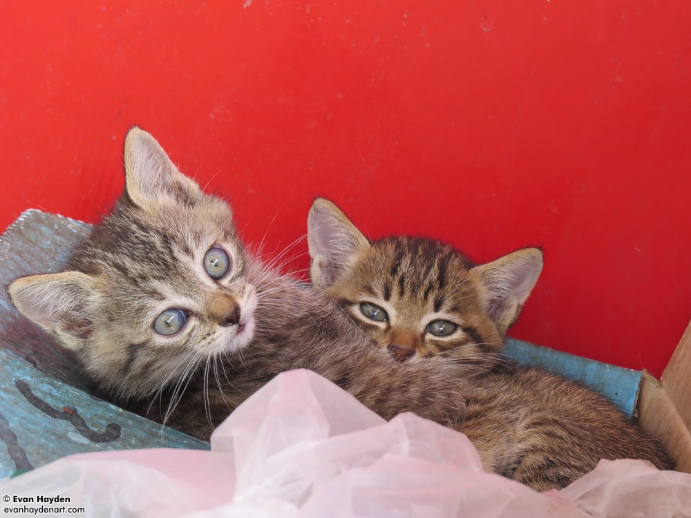 cats in Japan