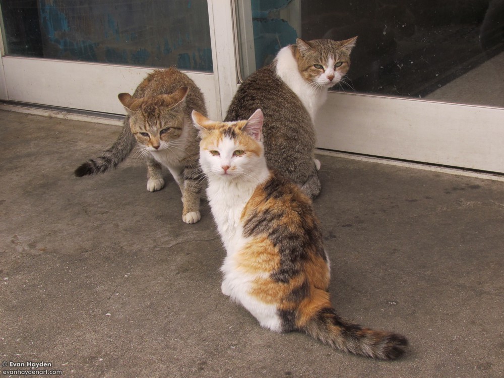 cats in Japan