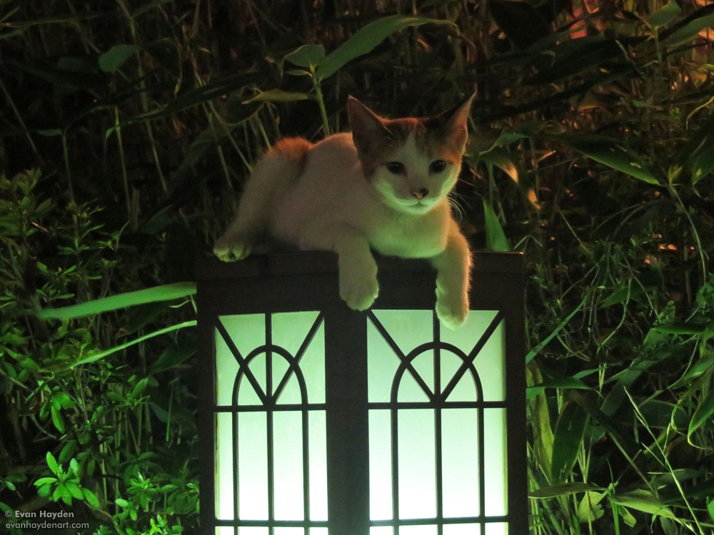 cats in Japan