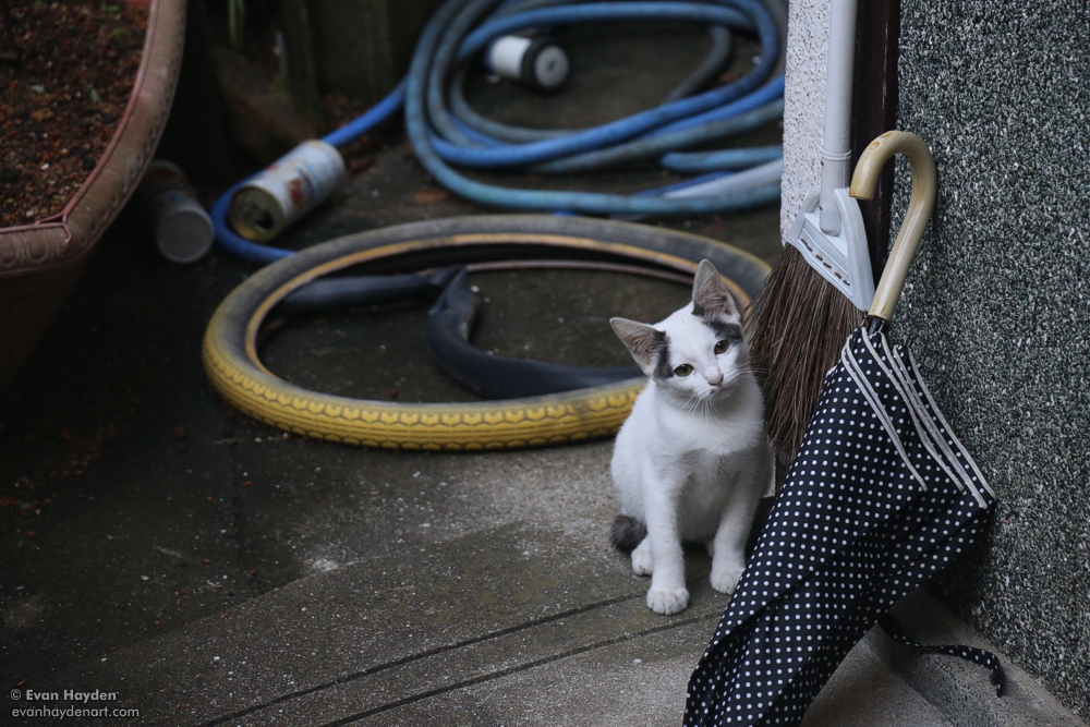 cats in Japan