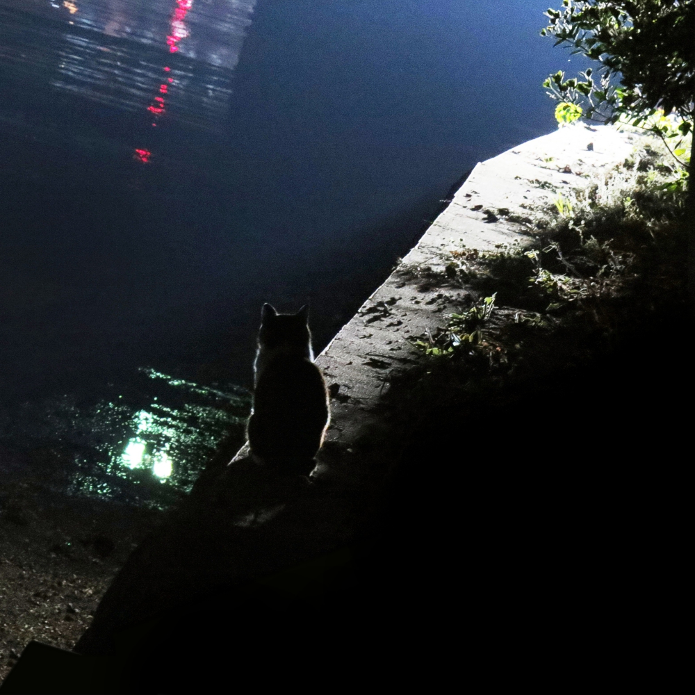 cats in Japan